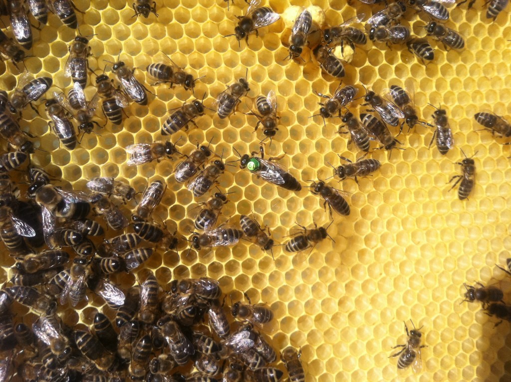 Jak se množí včely?